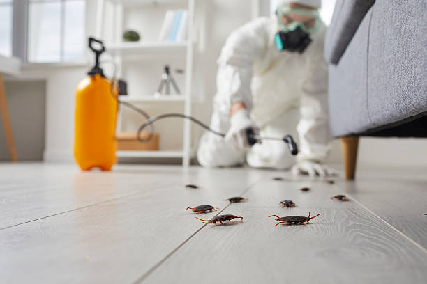 Affordable Termite Control solutions in Ocala Estates, FL